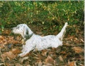 Setter Anglais NAM-OU DE CASTEL-NEVEZ Setter Anglais NAM-OU DE CASTEL-NEVEZ